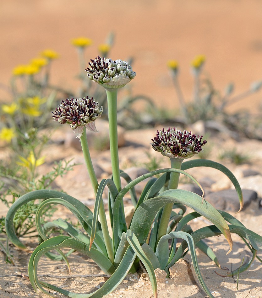 Image of Allium rothii specimen.