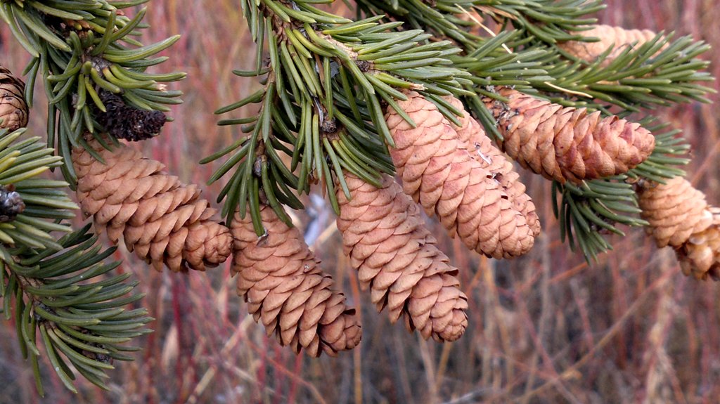 Изображение особи Picea obovata.