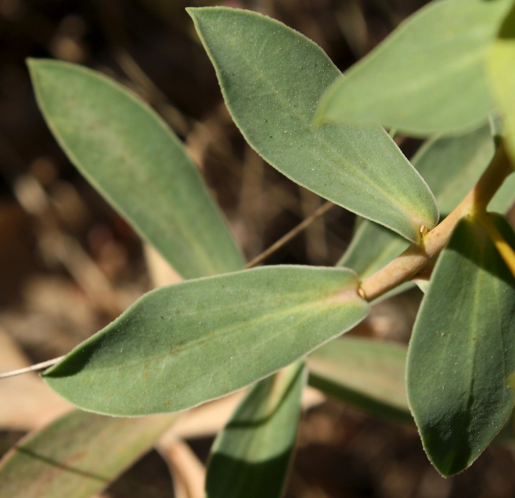 Image of Euphorbia goldei specimen.