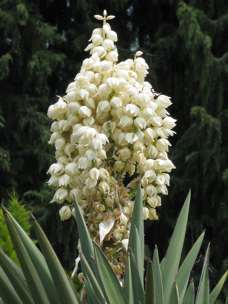 Изображение особи Yucca gloriosa.