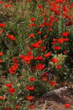 Papaver pavoninum