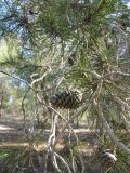 Pinus halepensis. Ветка со старыми шишками. Израиль, Северный Негев, лес Лаав. 19.01.2013.