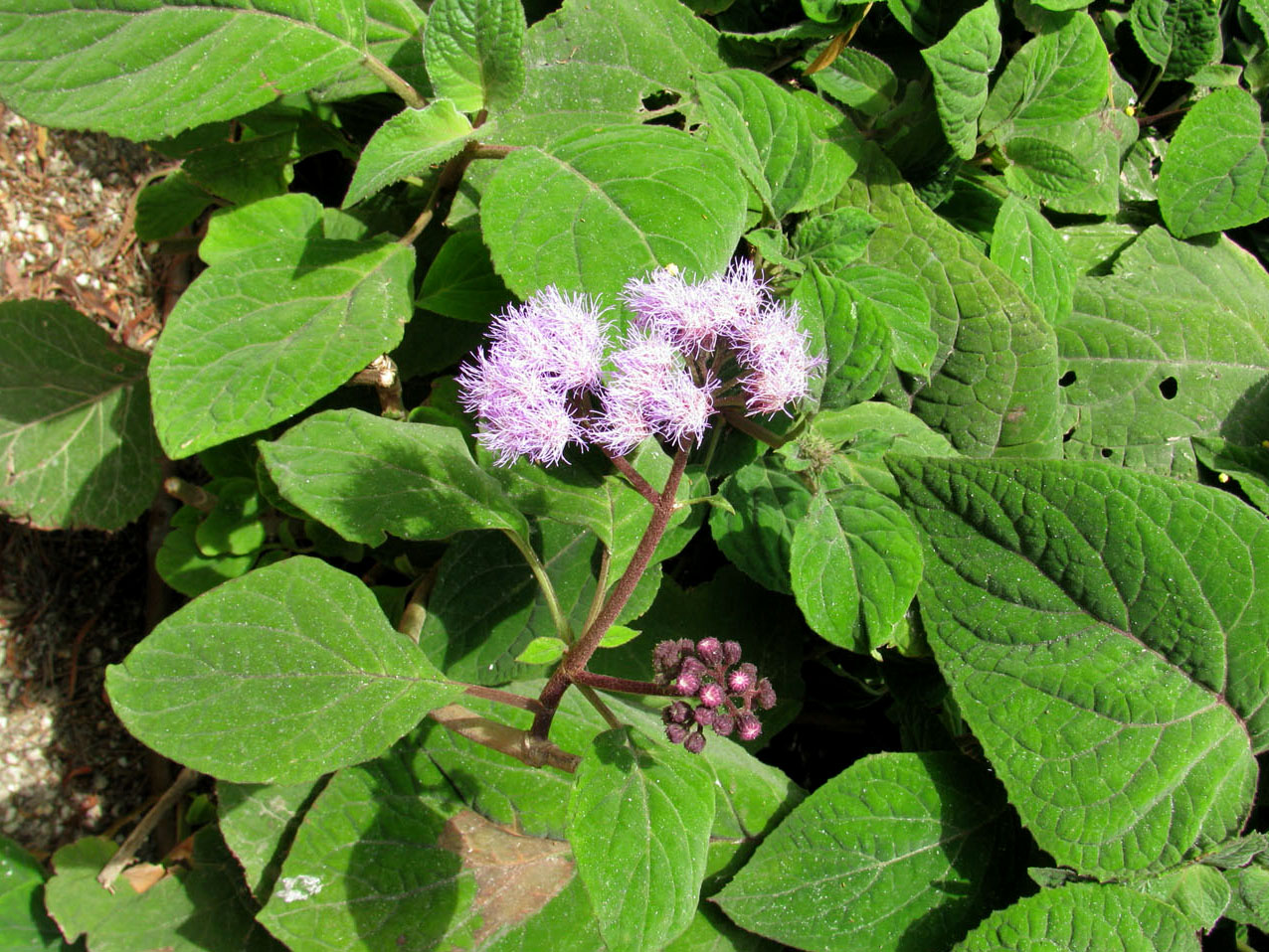 Image of Bartlettina sordida specimen.