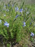 Veronica jacquinii. Цветущее растение. Краснодарский край, береговой склон р. Ея между станицами Кущёвская и Кисляковская. 17.05.2009.