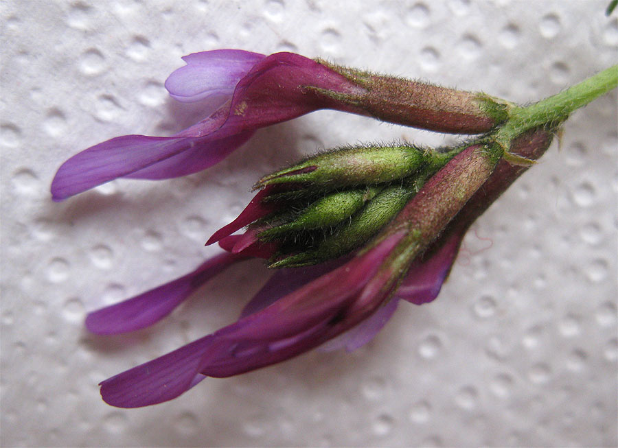 Изображение особи Astragalus callichrous.