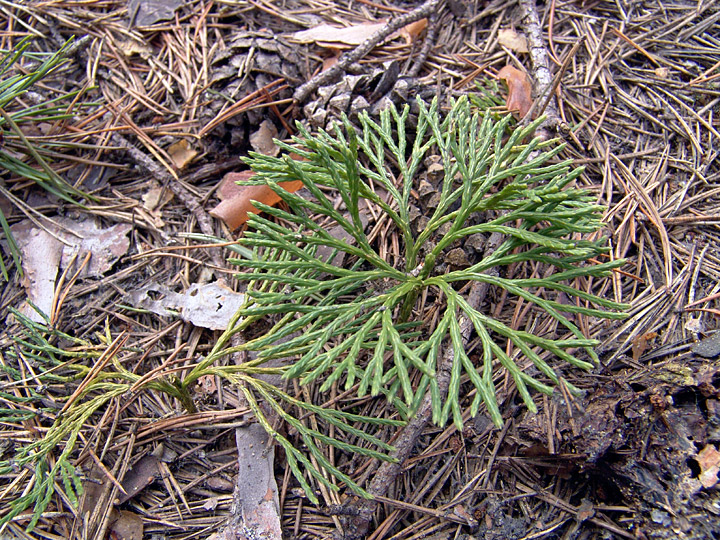 Image of Diphasiastrum tristachyum specimen.