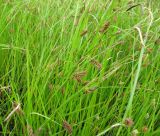 Carex subspecies dichroa