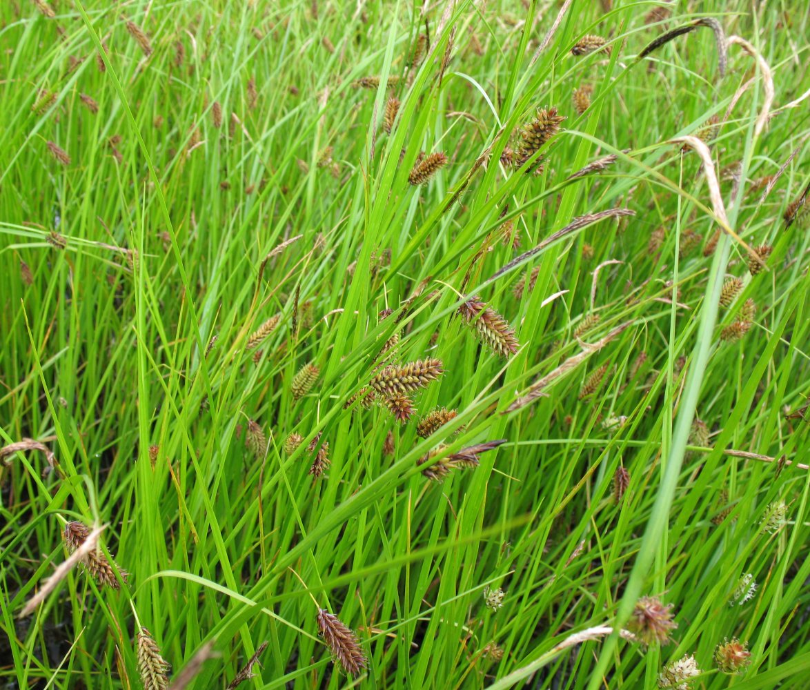 Изображение особи Carex pamirica ssp. dichroa.