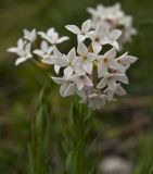 Stelleropsis altaica