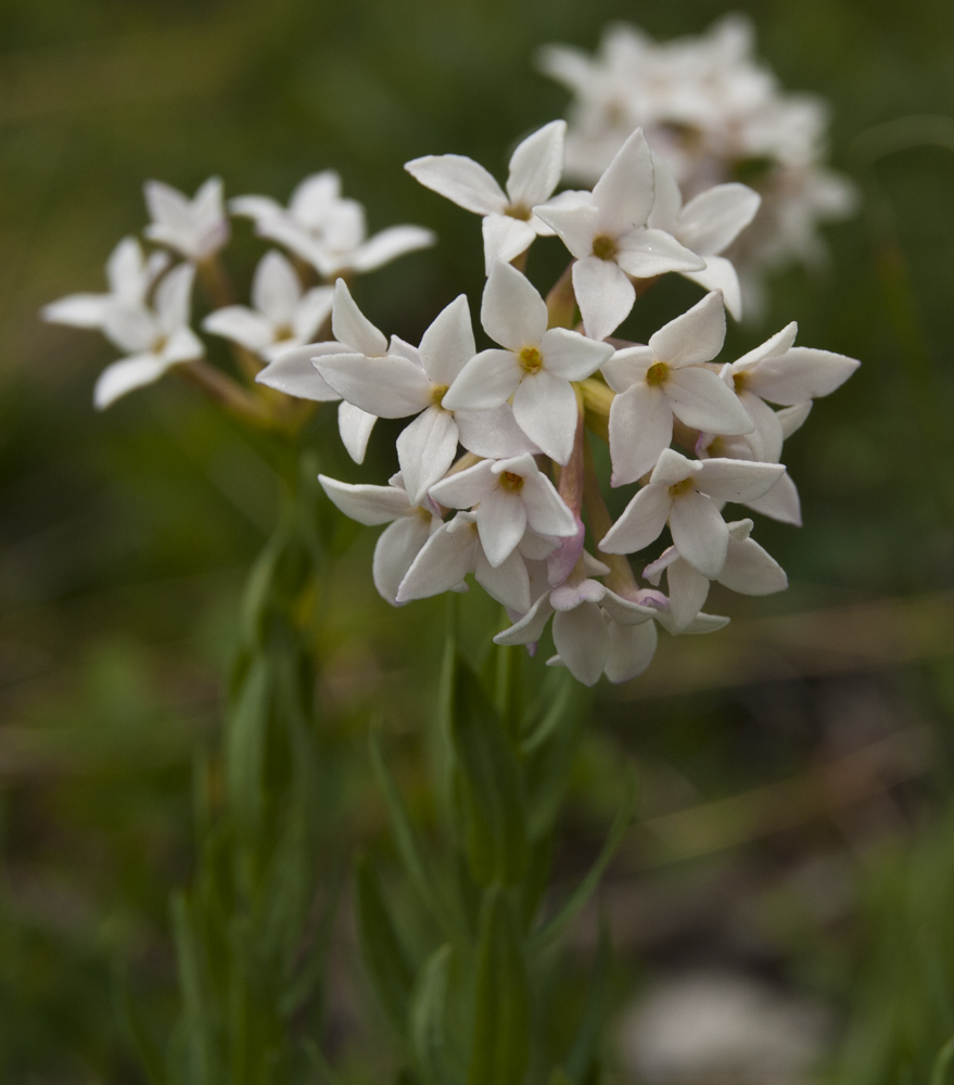 Изображение особи Stelleropsis altaica.