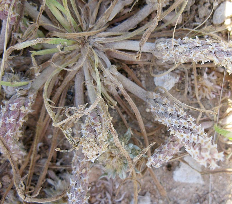 Image of Plantago crypsoides specimen.