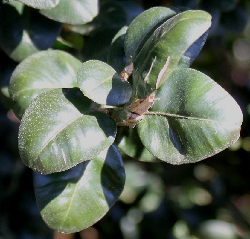 Image of Buxus sempervirens specimen.