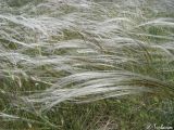 Stipa brauneri