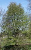 Cercidiphyllum magnificum