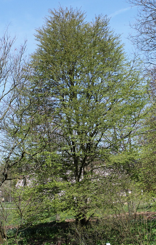 Image of Cercidiphyllum magnificum specimen.