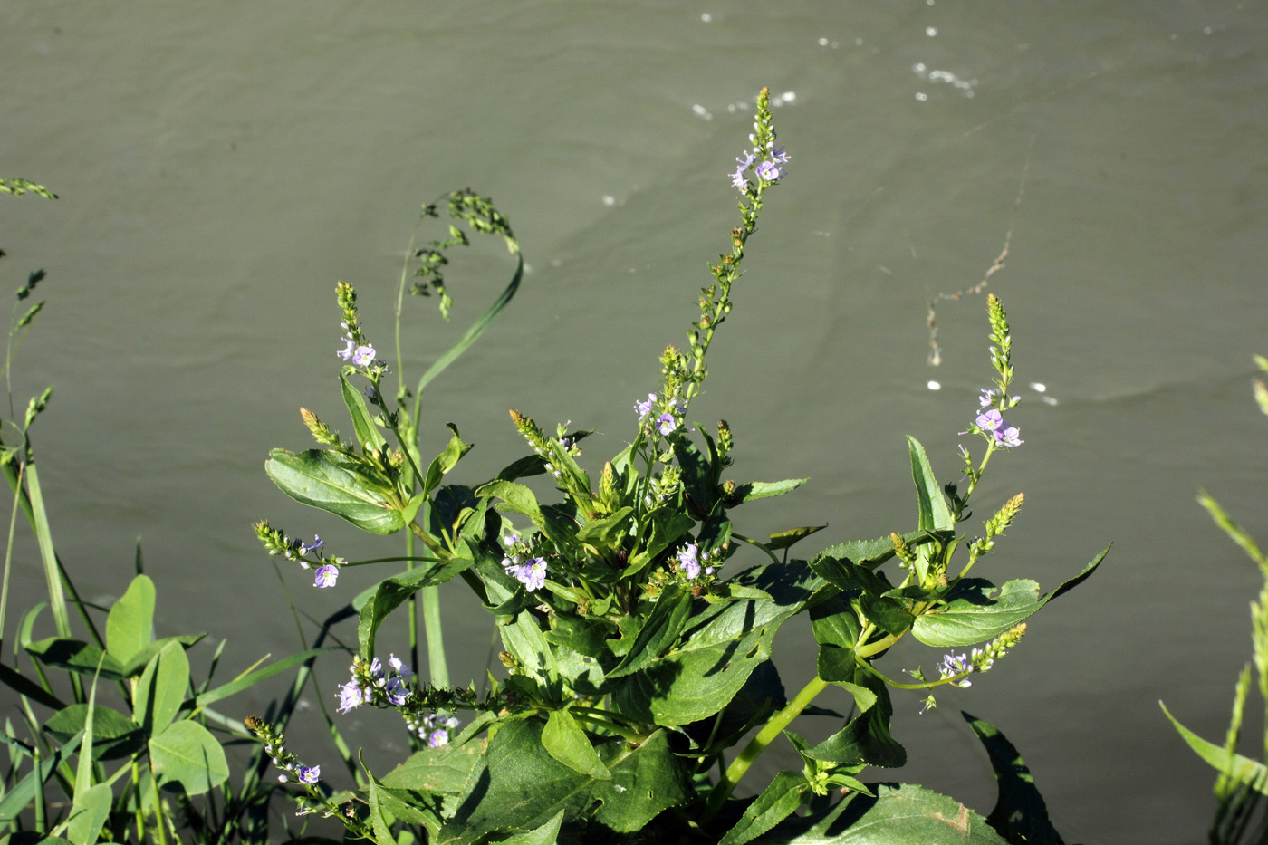 Image of Veronica anagallis-aquatica specimen.