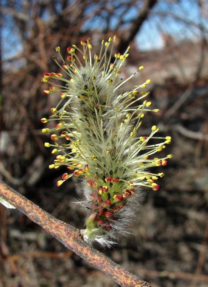 Изображение особи Salix gmelinii.