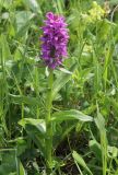 Dactylorhiza euxina