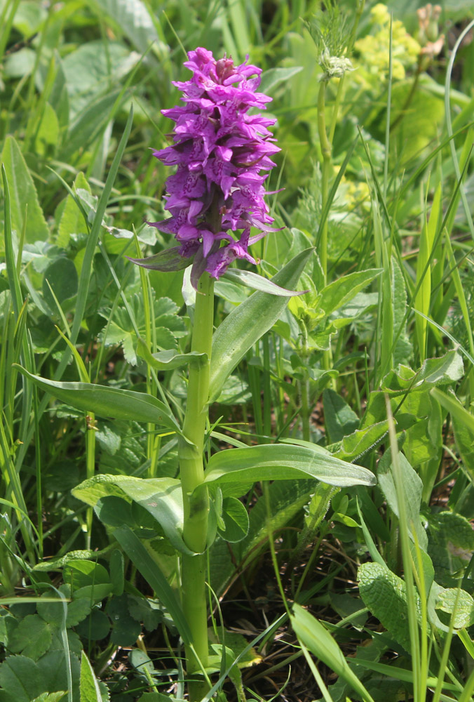 Изображение особи Dactylorhiza euxina.