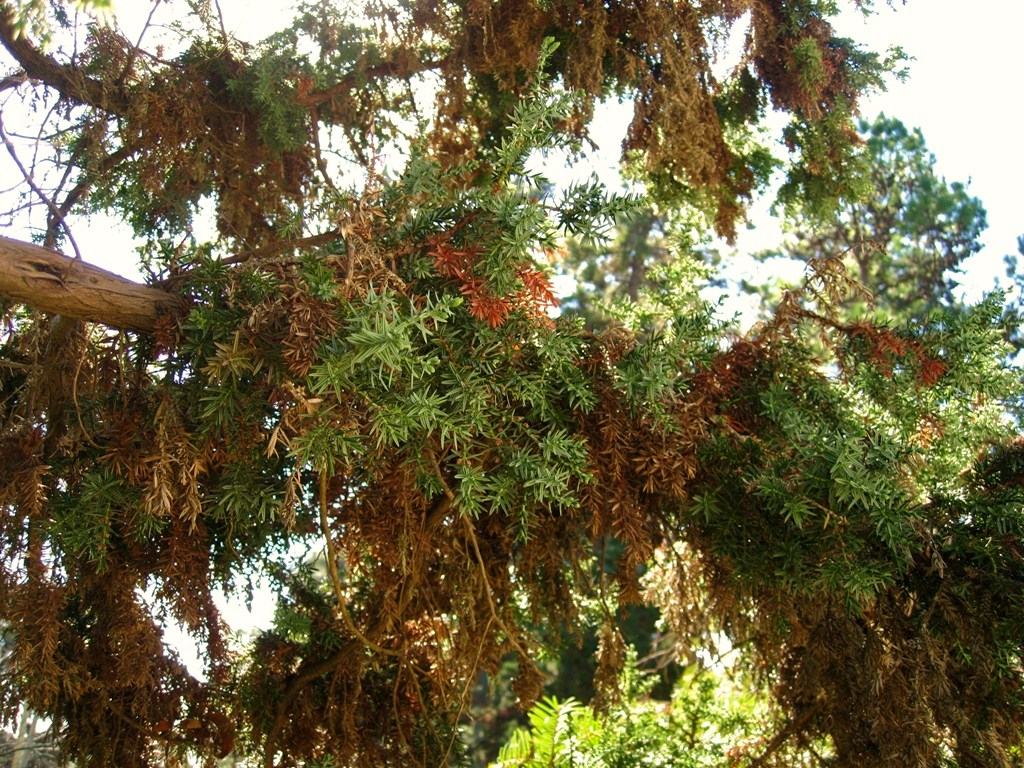 Изображение особи Juniperus drupacea.