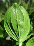 Chamaepericlymenum suecicum