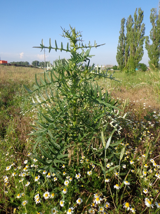 Image of Cirsium serrulatum specimen.