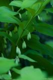 Polygonatum maximowiczii. Часть побега с соцветиями. Сахалин, г. Южно-Сахалинск, Весточка, берег реки Комиссаровка. 22.06.2013.