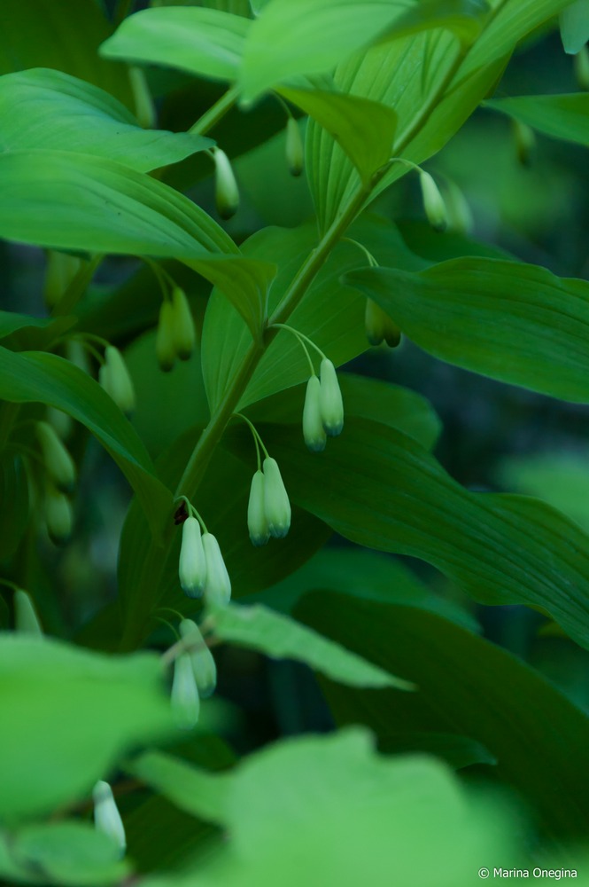 Image of Polygonatum maximowiczii specimen.