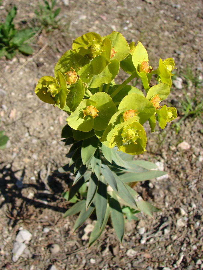 Image of Euphorbia rigida specimen.