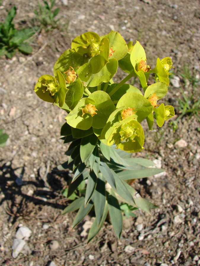 Изображение особи Euphorbia rigida.