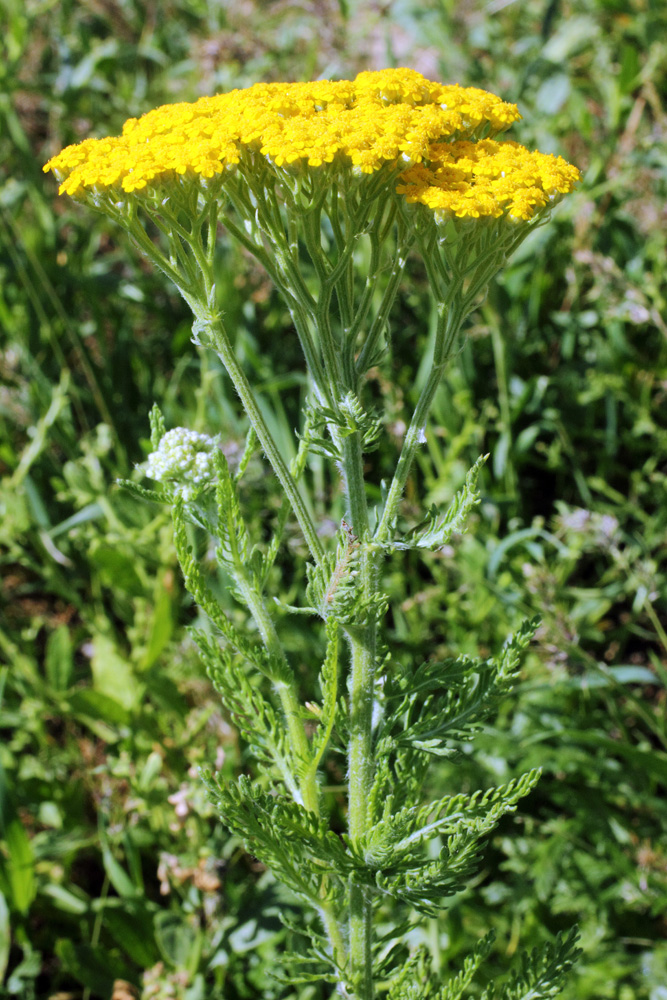 Изображение особи Achillea arabica.