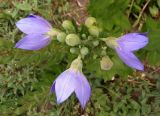 Platycodon grandiflorus