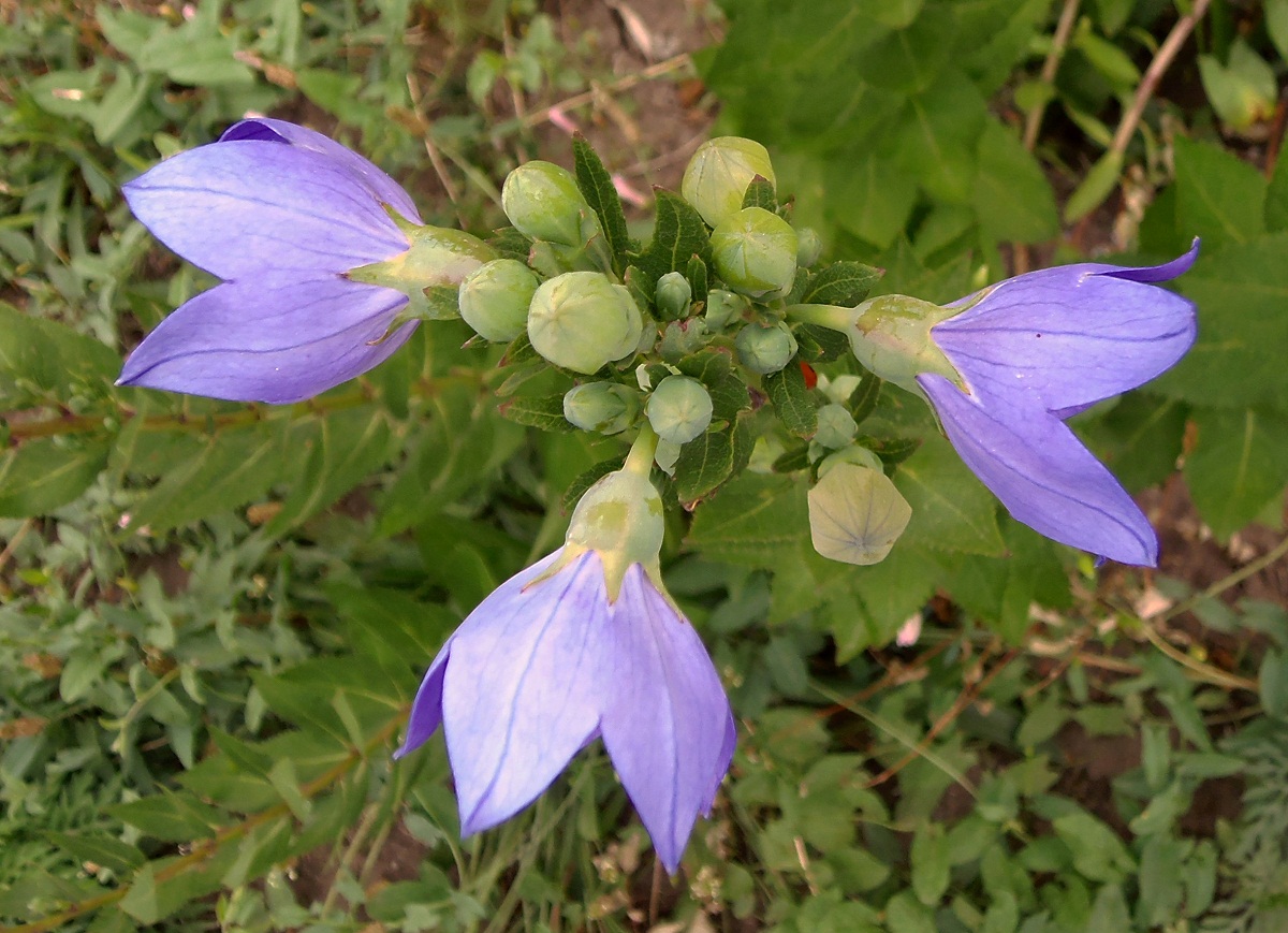 Изображение особи Platycodon grandiflorus.