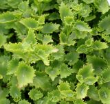 Hylotelephium populifolium