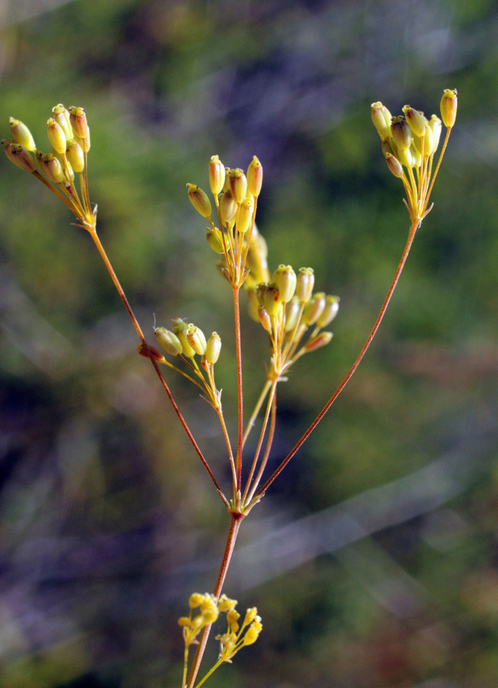 Image of Elaeosticta transitoria specimen.