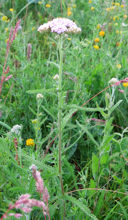 Image of Achillea asiatica specimen.