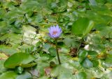 Nymphaea nouchali var. caerulea