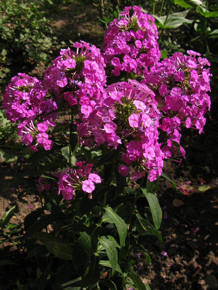 Image of Phlox paniculata specimen.