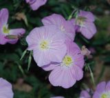 Oenothera speciosa