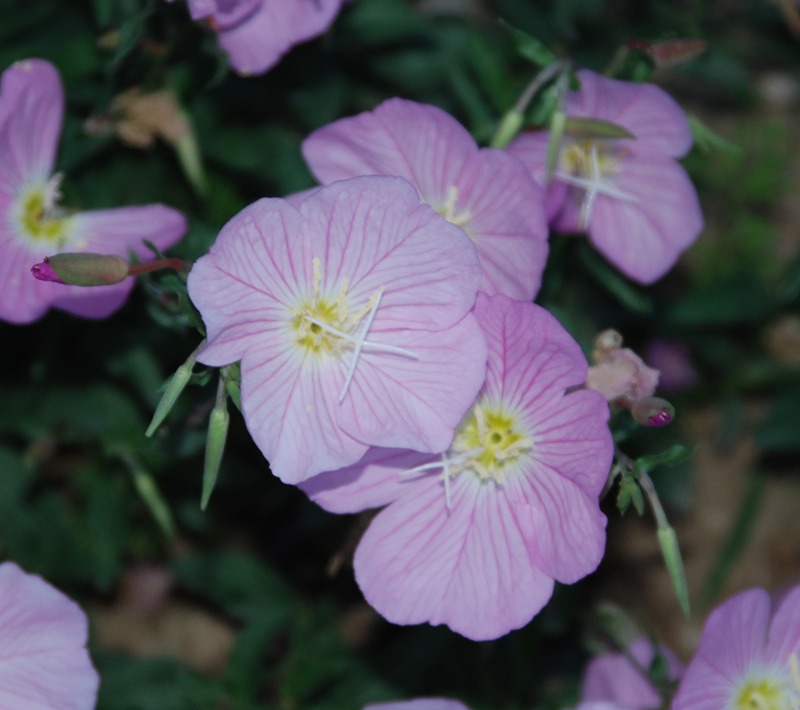 Изображение особи Oenothera speciosa.