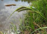 Carex acuta. Верхушка генеративного побега. Костромская обл., Кадыйский р-н, окрестности дер. Селище, берег р. Нёмда. 17 июня 2013 г.