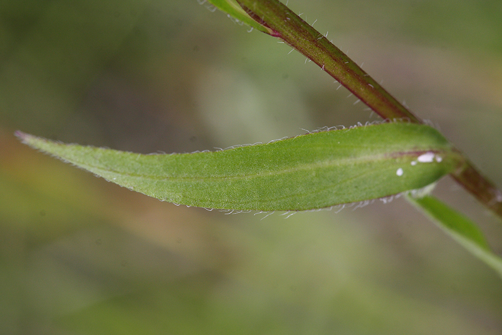 Image of Erigeron politus specimen.