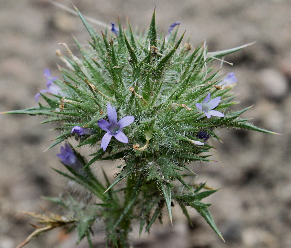 Image of Navarretia squarrosa specimen.