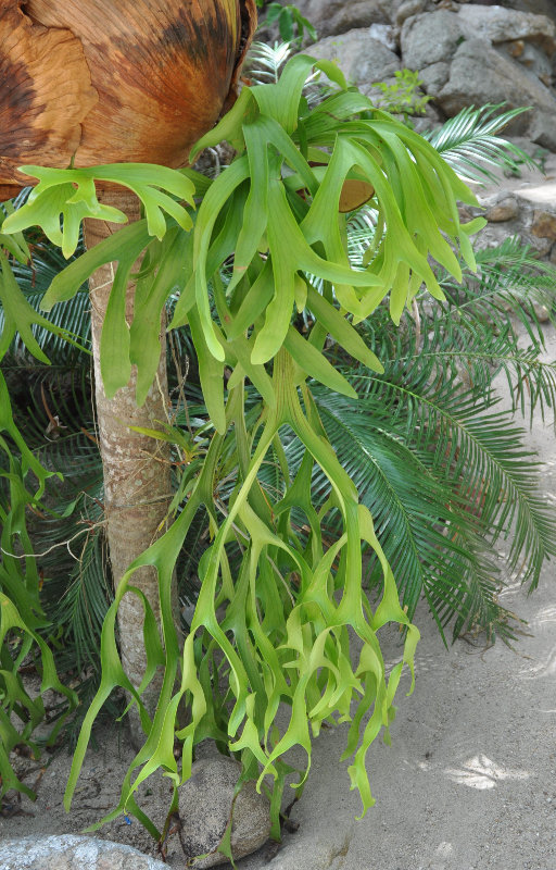 Image of Platycerium coronarium specimen.