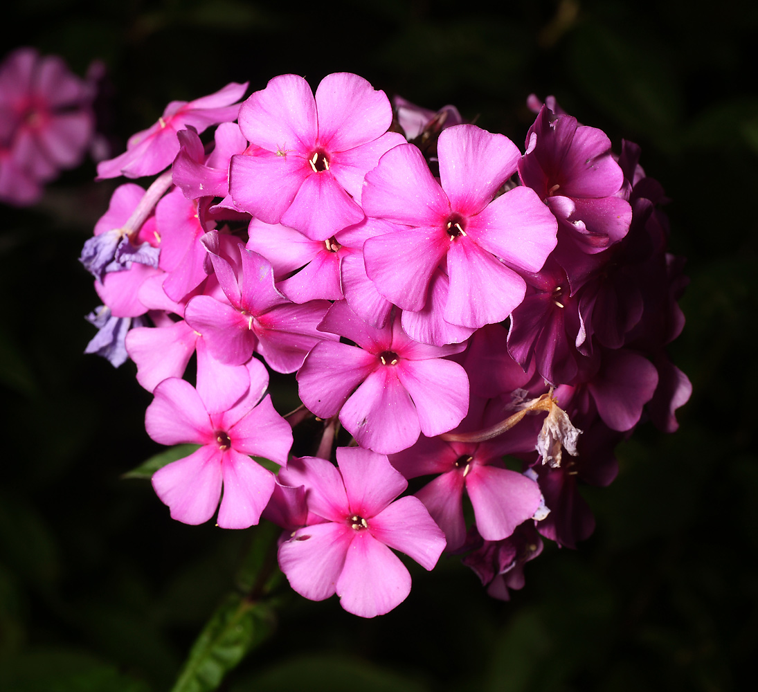 Image of Phlox paniculata specimen.