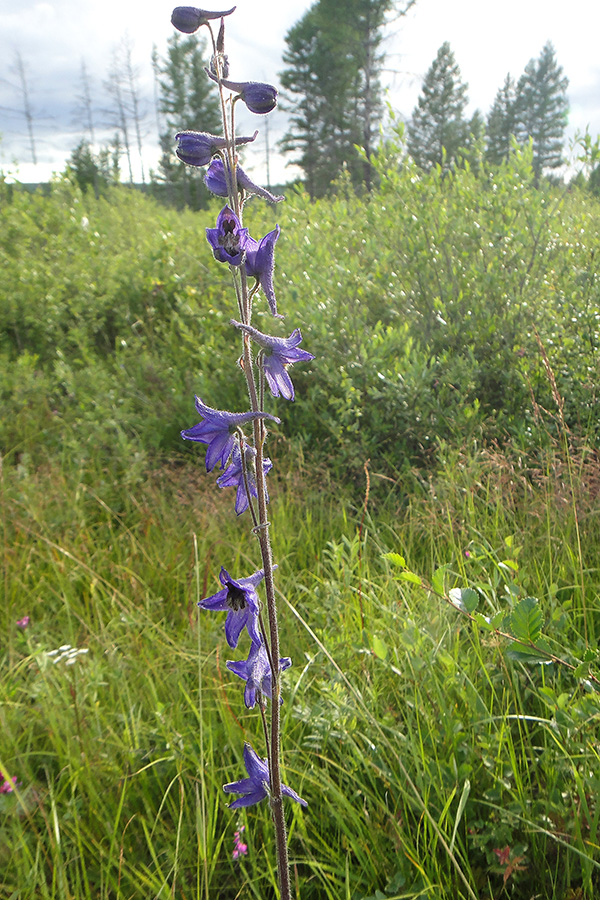 Изображение особи Delphinium crassifolium.