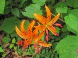 Lilium distichum