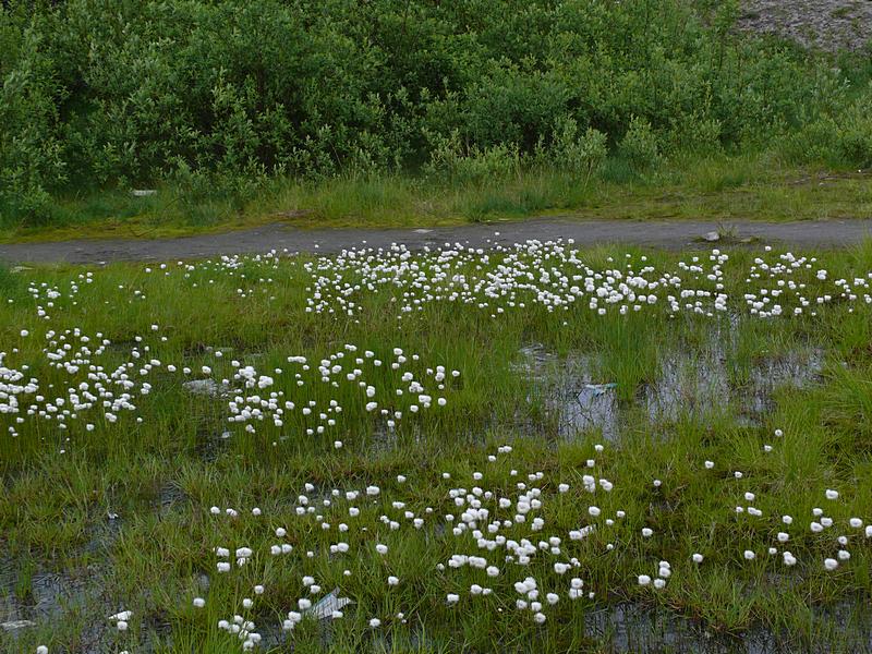 Image of Eriophorum scheuchzeri specimen.