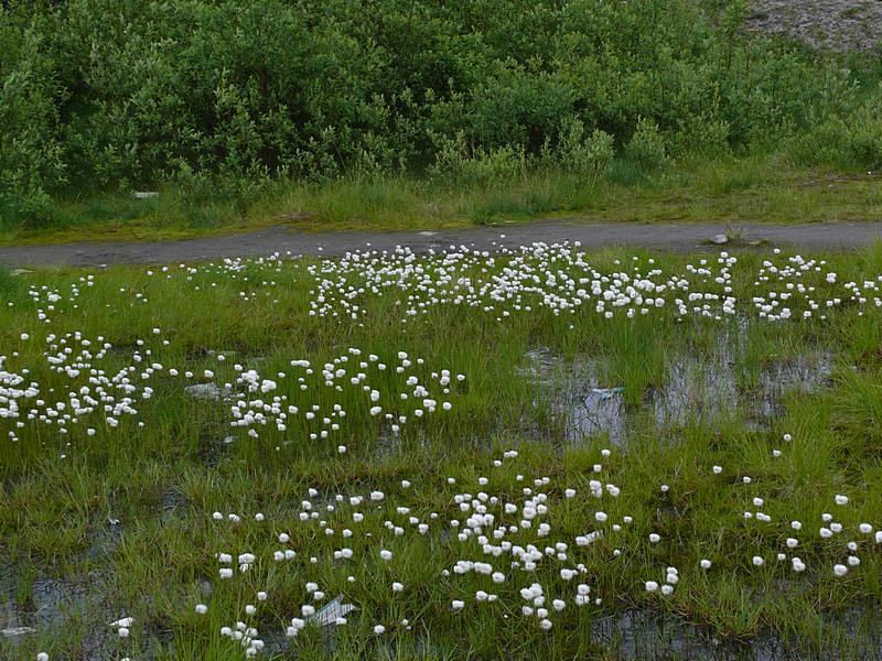 Изображение особи Eriophorum scheuchzeri.