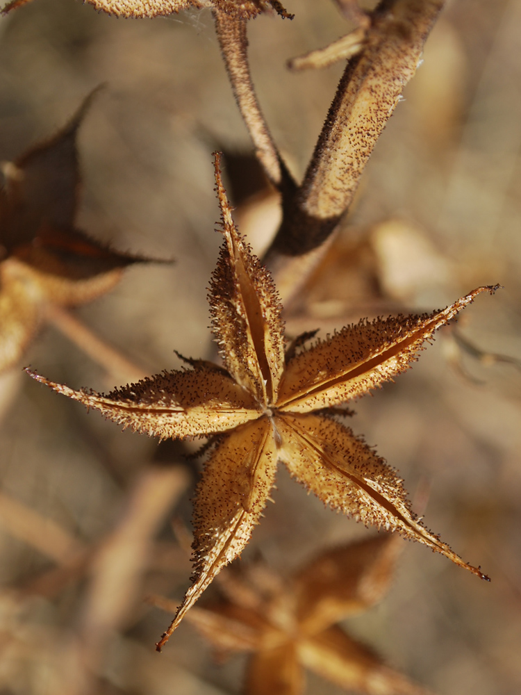 Изображение особи Dictamnus angustifolius.